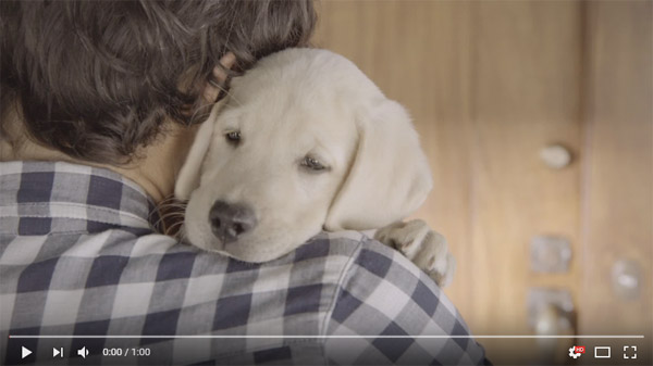 Budweiser Puppy Super Bowl Commercial 2014