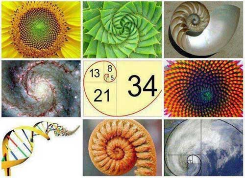 golden ratio collage, web design