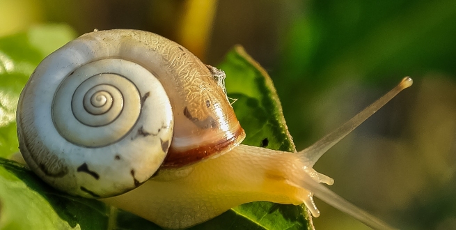 Snail on a leaf