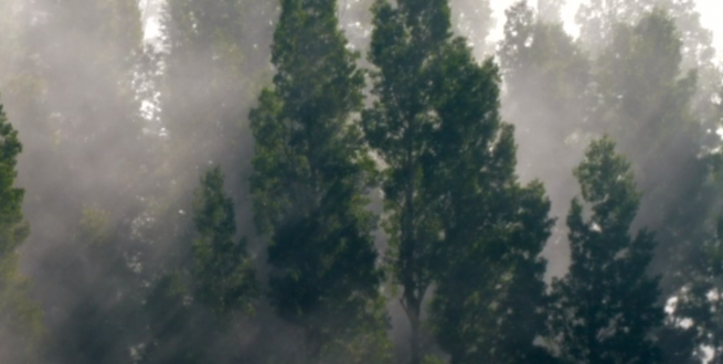 Trees with fog