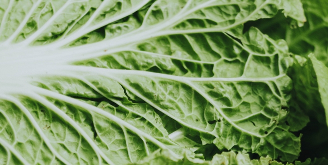 lettuce